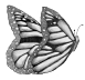 Butterfly Illustration